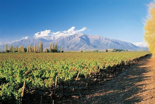 Vùng trồng nho Cabernet Sauvignon  ở Chile