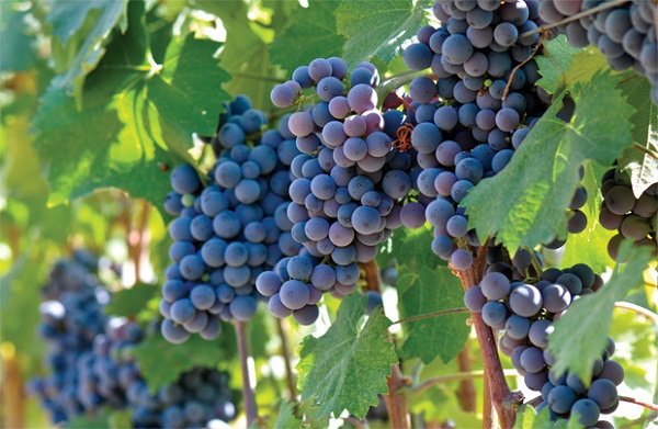 Rượu vang Chile sản xuất từ các vùng trồng nho nổi tiếng