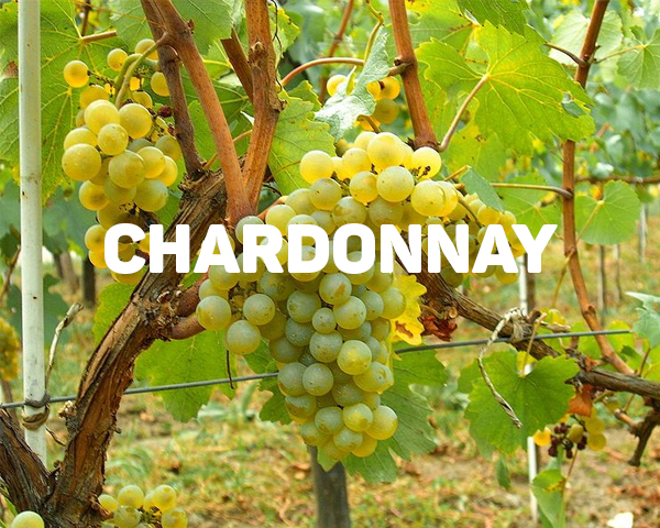 Chardonnay - Giống nho nổi tiếng nhất rượu vang trắng