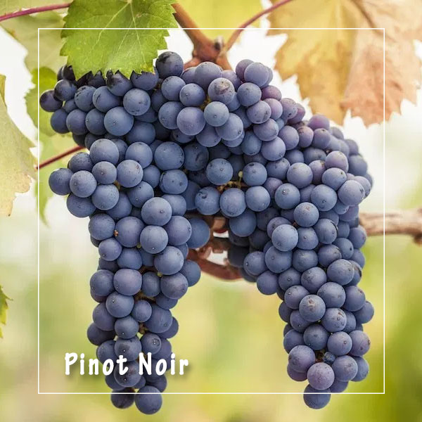 nho-pinot-noir1-12-2.jpg
