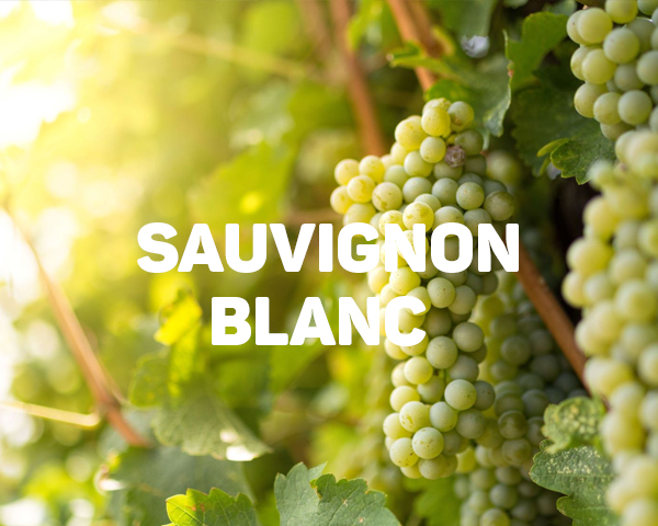Wild Lady của thế giới rượu vang - Sauvignon Blanc